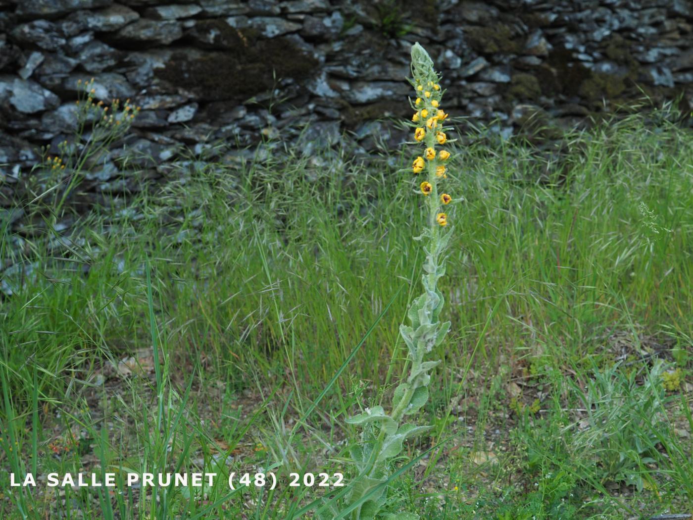 Mullein of Boerhaave plant